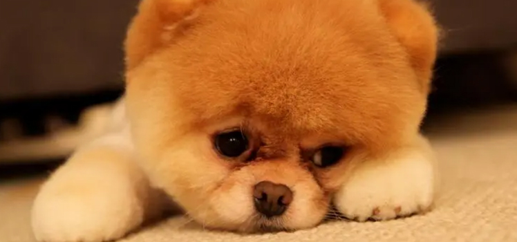 小狗崽一直叫个不停怎么办?