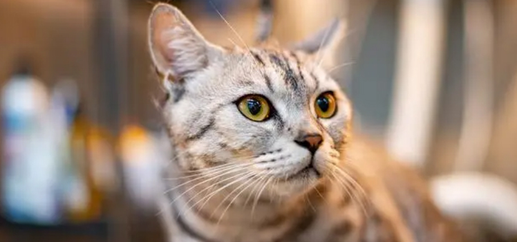 猫咪肚子鼓鼓该如何解决?